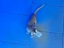 Кот дважды за вечер пытался украсть деньги в баре в Анапе