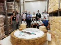 Головка сыра весом почти 600 кг: в Италии побили прошлогодний рекорд по изготовлению пекорино