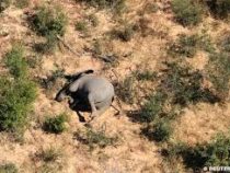 В  Ботсване обеспокоены загадочными смертями слонов