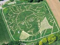 Немецкие фермеры выложили гигантский портрет Бетховена на поле подсолнухов