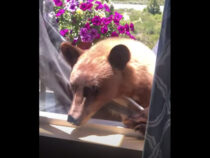 «Кыш»! Медведь пытался залезть в дом к американцам через окно