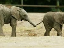 В зоопарке Мексики родились два африканских слоненка
