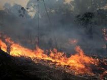 Леса Амазонии снова в огне