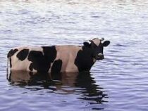 В Ирландии корова вышла на пляж из моря к отдыхающим