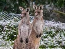В Австралии сняли реакцию кенгуру на внезапно выпавший снег
