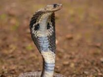 Индиец, в штаны которого залезла кобра, простоял без движения семь часов в ожидании помощи