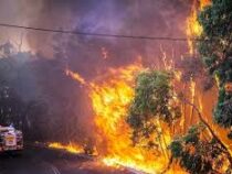 Во Франции  из-за сильных лесных пожаров перекрыта  автомагистраль в направлении Марселя
