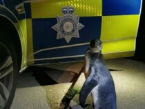 В Англии полиция «задержала» пингвина
