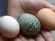 В Китае курица снесла уникальное зеленое яйцо с геометрическими узорами
