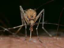 В Турции появился особо опасный вид комаров