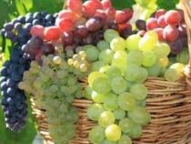 В Италии вывели 40  новых  сортов винограда без косточек