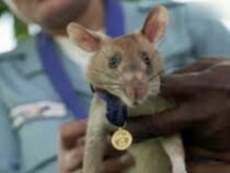Крысу наградили золотой медалью в Камбодже