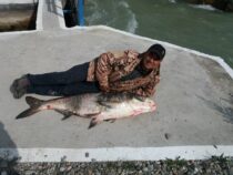 В реке Талас поймали рыбу размером с человеческий рост.