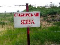 У двух жителей Ат-Башинского района выявили сибирскую язву