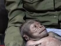 В Бостонском зоопарке впервые родилась редкая горилла