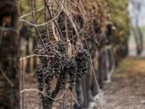 Огонь уничтожает знаменитые виноградники в Калифорнии