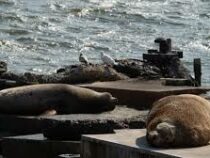Берег Камчатки усыпало трупами морских животных