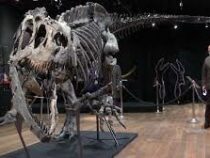 Скелет аллозавра продали за 3 млн евро в Париже