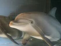 В США ученые разработали дельфина-робота
