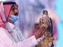 В Саудовской Аравии сокола продали за рекордные $173 тысячи