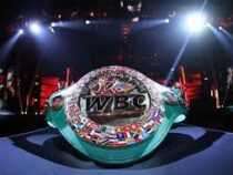 В WBC объявили о создании нового дивизиона в боксе