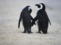 Пара пингвинов-геев из зоопарка украла яйцо у пары пингвинов-лесбиянок