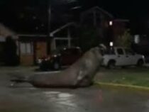 В Чили гуляющий по улицам огромный морской слон напугал людей