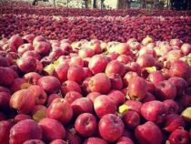 В Сосновке богатый урожай яблок