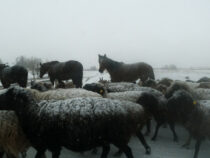 В Кыргызстане введен временный запрет на вывоз скота и других сельхозпродуктов
