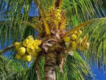 Платить за учебу кокосами и листьями разрешили студентам в Индонезии