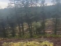 В Ирландии оползень «переместил» часть леса