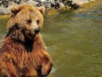 Медведь регулярно пробирался на автозаправку в поисках еды и был пойман