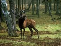 В Чехии олень украл ружье у охотника и сбежал
