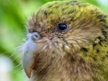 В Новой Зеландии выбрали птицу года