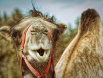 Верблюд наказал водителя мопеда, который пошел на обгон не по правилам