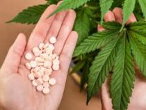 ООН исключила каннабис из списка самых опасных наркотиков
