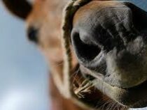 Пьяный петербуржец хотел поцеловать лошадь и остался без носа