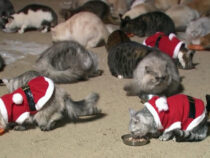 Коты в нарядах Санта-Клауса встречают посетителей кафе в Сеуле