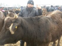 Скотные рынки Кыргызстана приведут в порядок