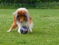 Собака выбежала на поле во время матча и на полной скорости сбила футболистку