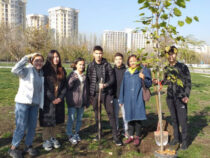 В Бишкеке продолжается зеленая акция «Посади свое дерево»