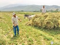 Более 6 миллиардов сомов выделит Минсельхоз на поддержку фермеров