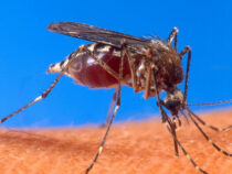 В Братиславе ищут специалиста по борьбе с комарами