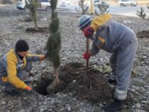 В трех районах Бишкека сажают хвойные деревья