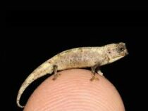 Учёные обнаружили самую маленькую рептилию в мире