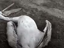Гибель краснокнижных  пеликанов в Дагестане вызвана их столкновением с ЛЭП