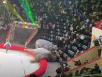 Слонихи устроили драку в Казанском цирке из-за ревности к дрессировщику