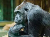 В чешских зоопарках обезьянам выдали системы для видеоконференций