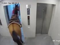 Житель Тель-Авива завел в лифт живую лошадь и поднялся с ней на шестой этаж