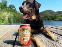 В США пивоварня открыла вакансию дегустатора собачьего пива